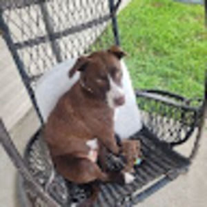 Meet your Posher, Dawn